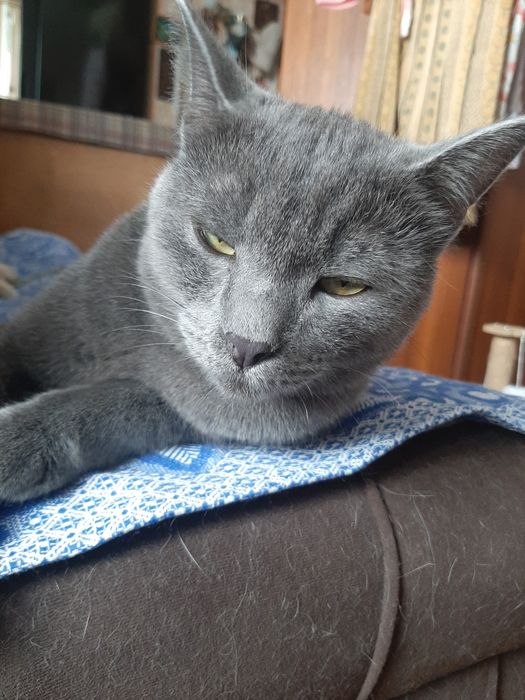 Отдам кота в добрые руки