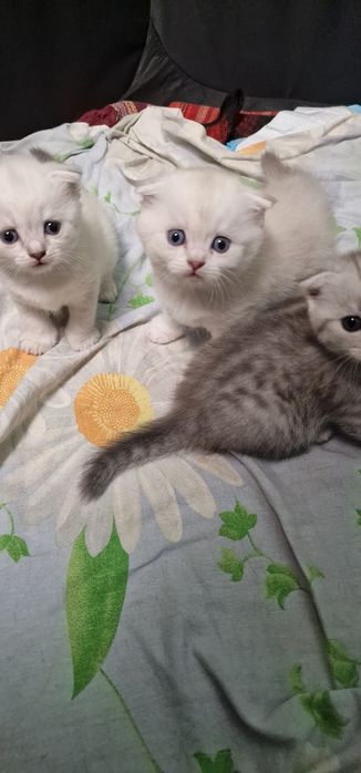 Шотландские котята