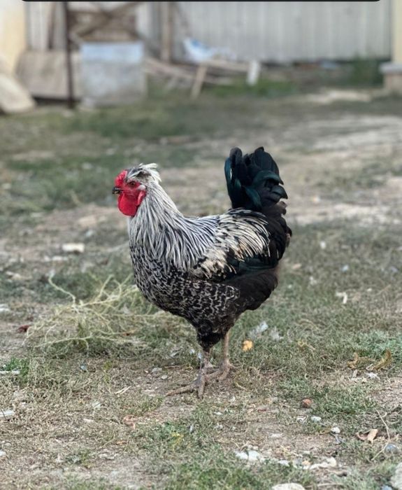 Екі тауық бір әтеш сатылады