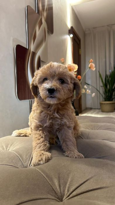 Щенки Мальтипу 1,5мес