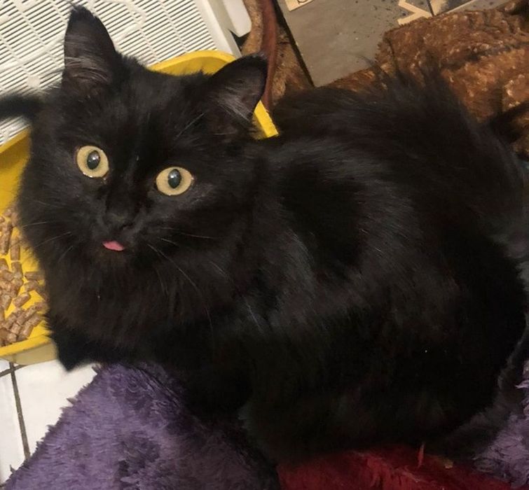 Срочно отдам кошку