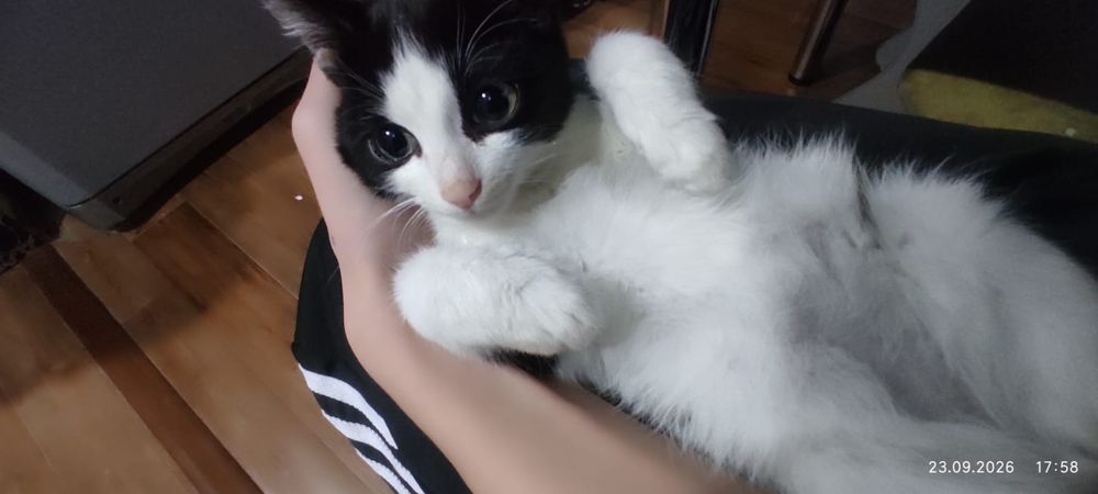 Отдам котенка в добрые руки