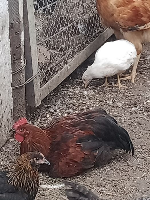 Молодые  петушки