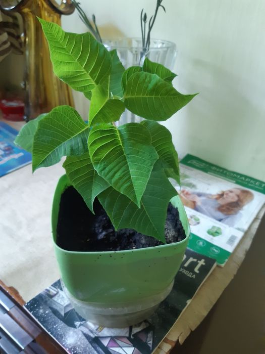 Комнатные цветы. Очень замечательные и красивые