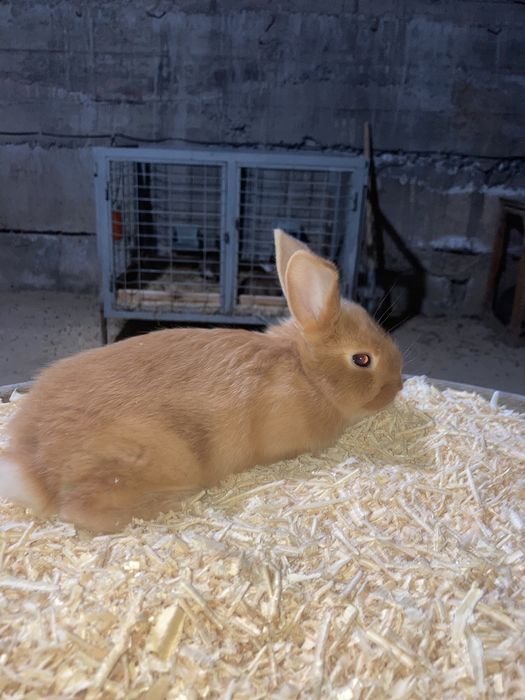 Zotli quyon bolalari sotiladi