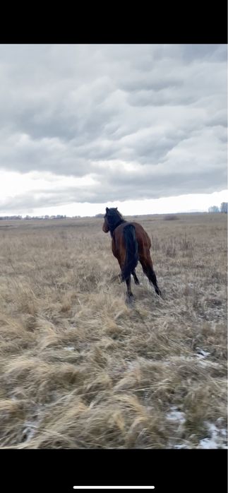 Айгыр,Еркек жылқы,Жеребец,Жеребчик