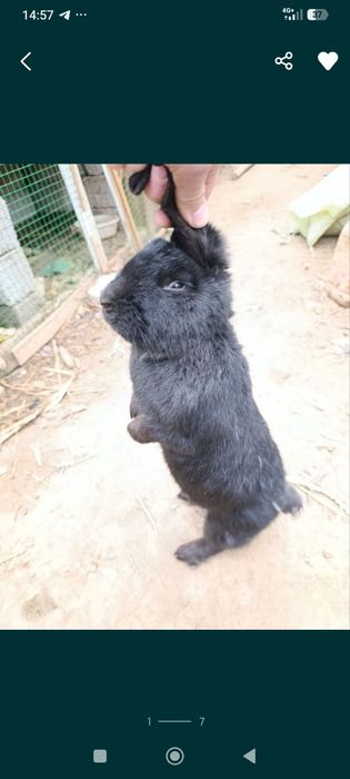 Quyon sotiladi boqiwga goʻwga tayyor boʻgan