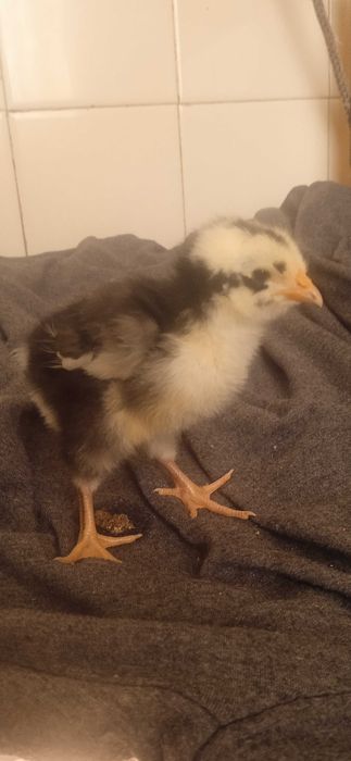 Пиленца Брама и Орпингтон