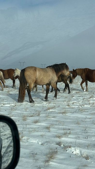 Продам жеребца, 7 лет