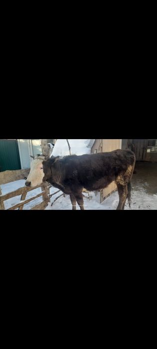 Ұзынағаш жаңақұрлыс