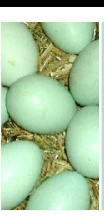 AYAM SEMANI zotli tovuqlar sotuvda