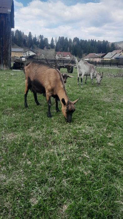 Vand capra Alpină franceză  la a treia fatare preț 1200 roni.
