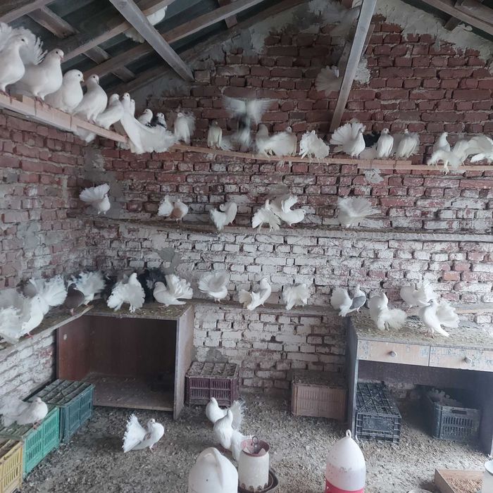 гълъби финерлии, бели и пъстри 5 евро броя