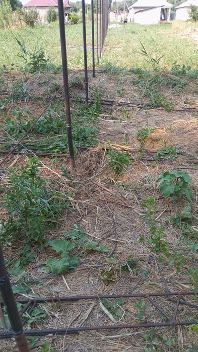 Теплица сельское хозяйство