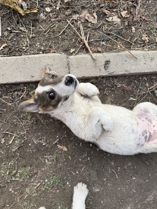 Отдам в добрые руки