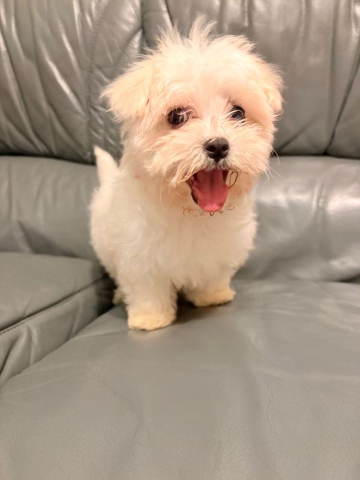 Bichon maltez talie micuta 2 luni