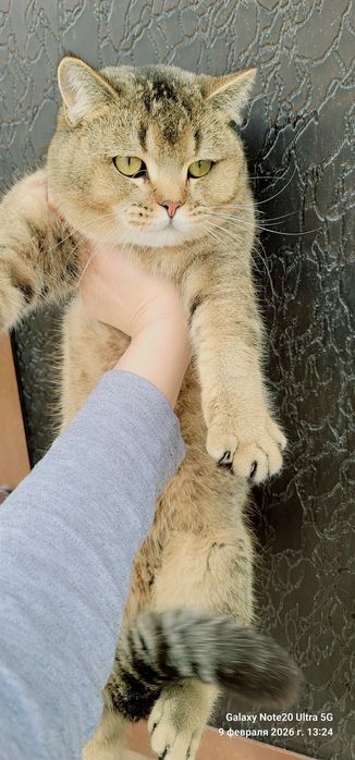 Britianskiy shinshilla