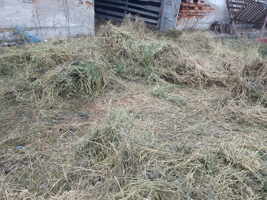 Vând baloti de lucerna coasa 2