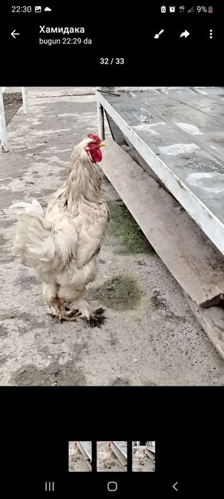 Брама...тоуткталщ3л3