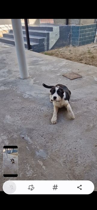 Сабака сабака ит ит