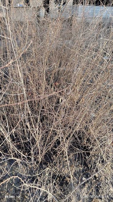 Qayrag'och daraxti niholi