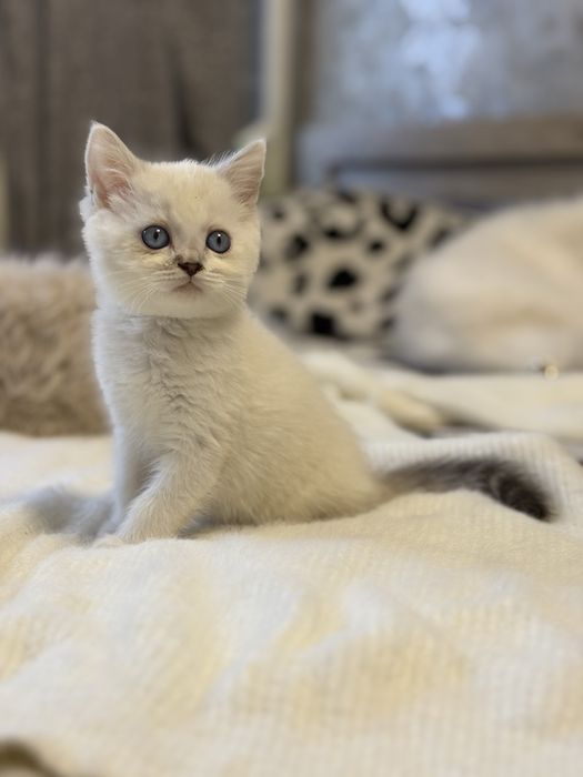 Продам британских котят