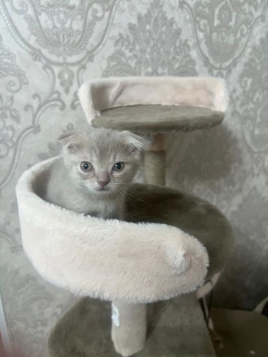 Продам шотландского вислоухого котенка