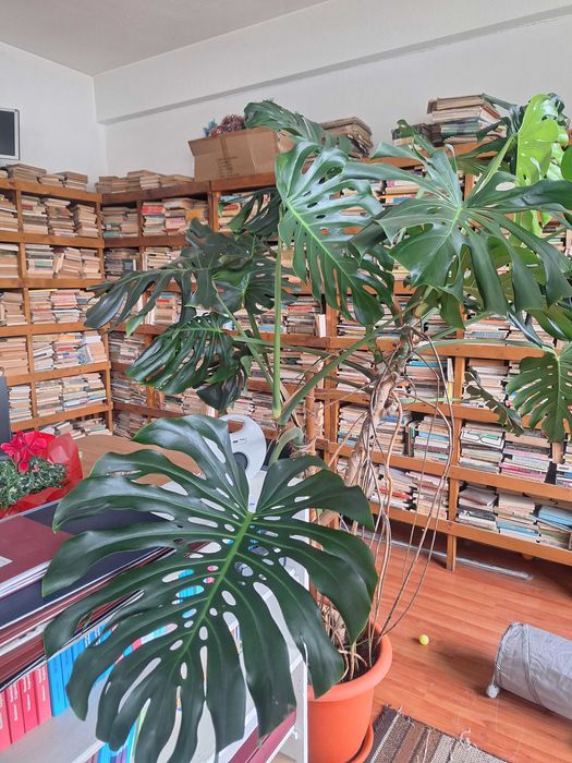 Flori mari- Philodendron, Colocasia și Crăciuniță