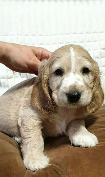 Щенки английского спаниеля