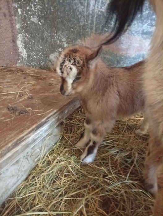 Козлята молочного направления