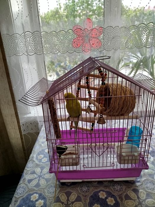 Продам попугая с клеткой
