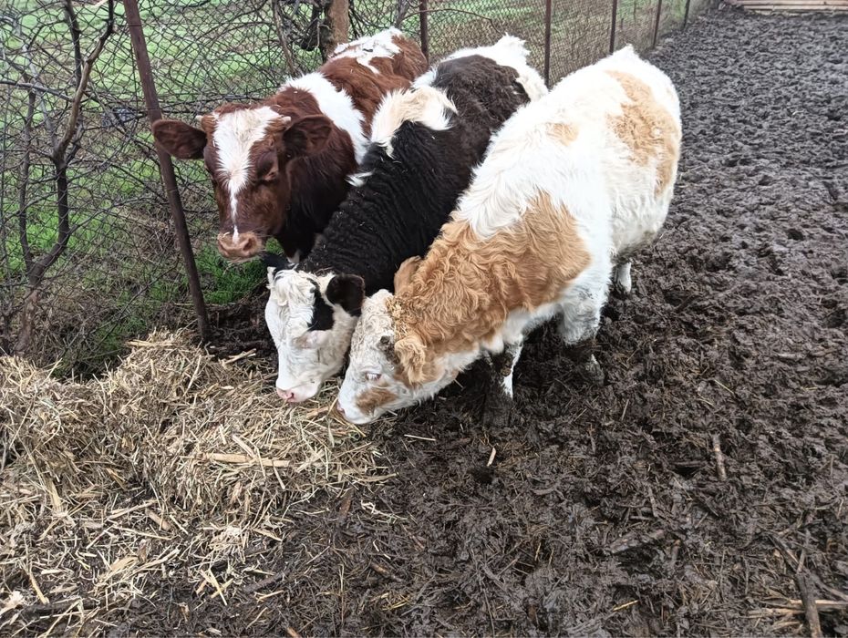 2 vitele si un tauras balțeni