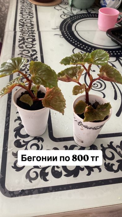 Комнатные цветы продам