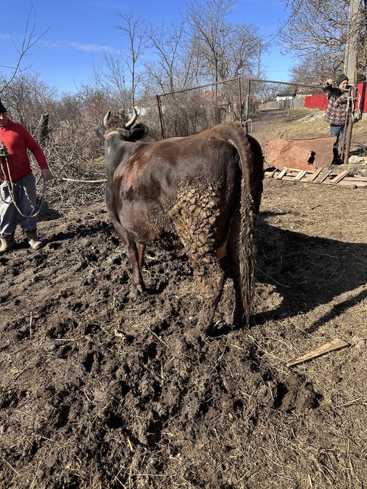 De vanzare detalii la telefon +40 (762) 757 749