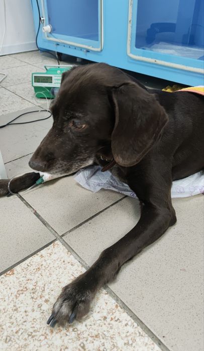 Ветеринар на выезд