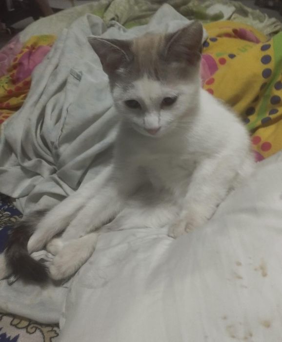 Пропал кот в бесагаше