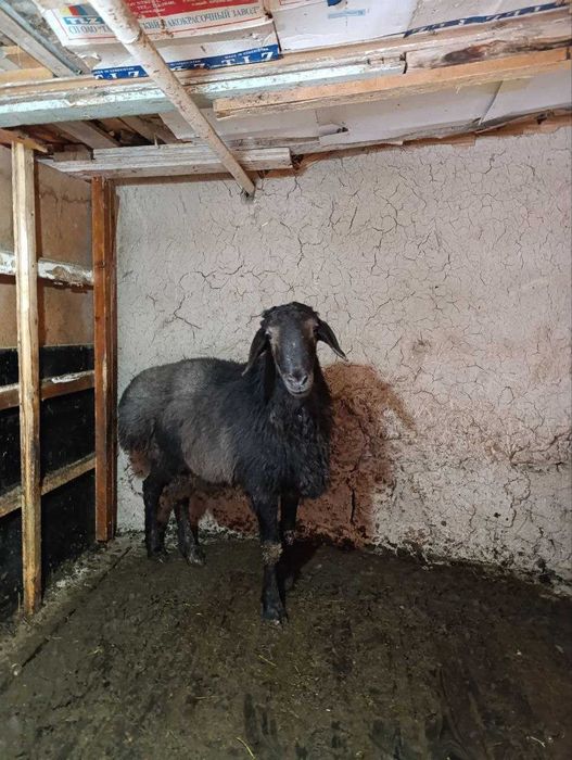 aqiqa va boshqa marosimlar uchun qo'chqor