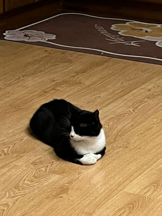 Отдам кота в добрые руки