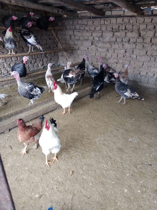 Продам Индюковввв