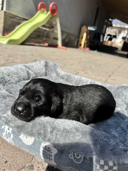 Бронь Лабрадор щенки род.8 марта