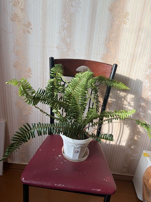 Продам цветы комнатные