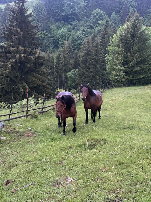 Iapa doi ani de vânzare