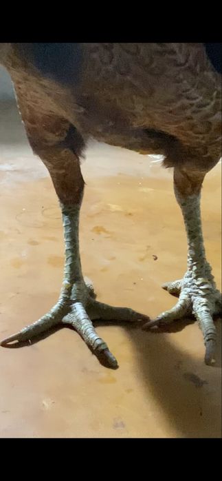 Продам курей корея  даканы