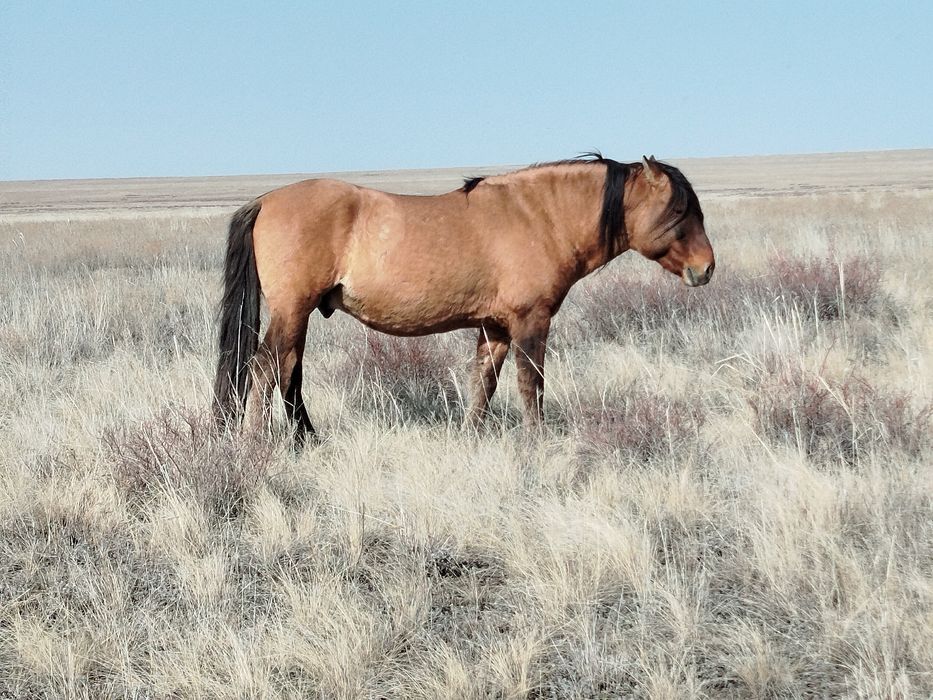Айгыр сатылады МЗ