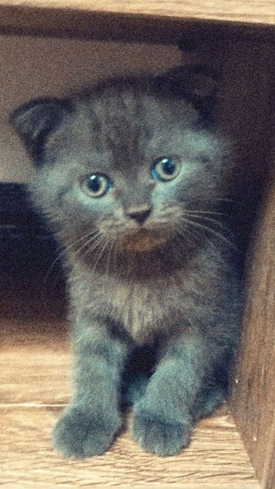 Koshka mushuk bolasi