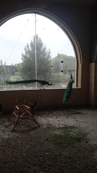 Товус павлины сотилади