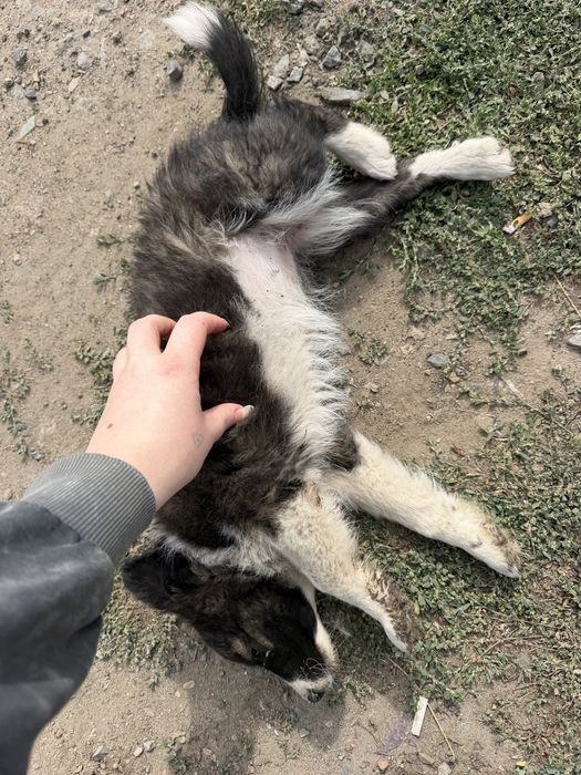 Отдам щенка в добрые руки