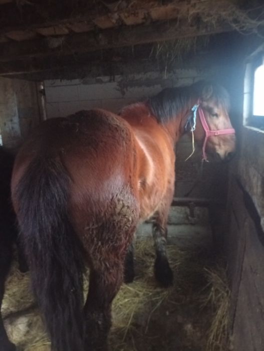 Vând său schimb cu vaci