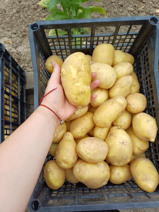 Продавам картофи