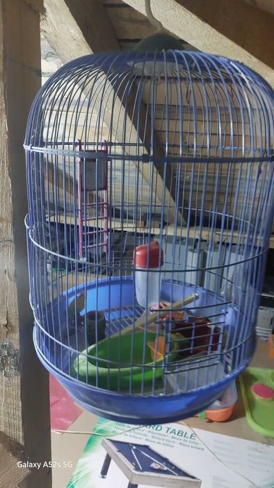 colivie papagali si hamsteri